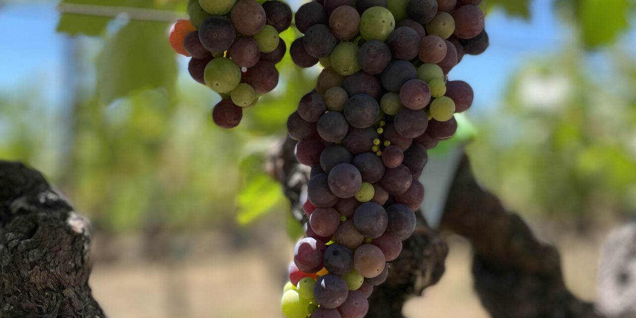 Make-Over Montage: It’s Véraison Season! Why Grapes Turn from Green to Red