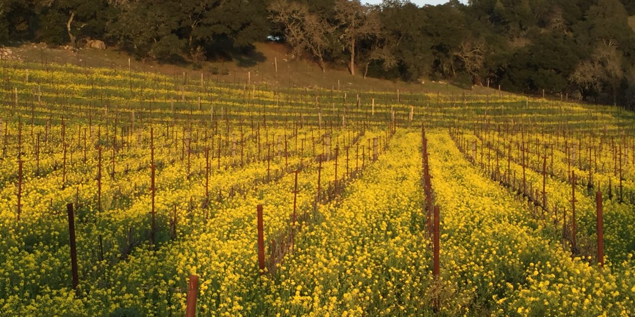 Follow the Yellow Brick Road: Benefits of Mustard Seed