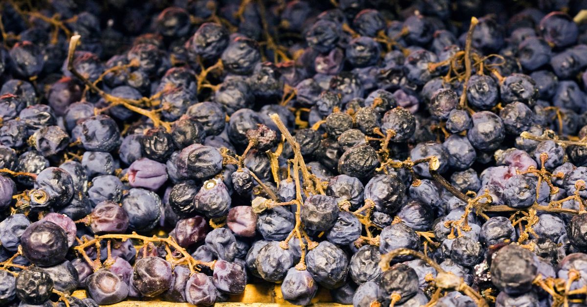 The Dried Wines of Italy’s Veneto Region