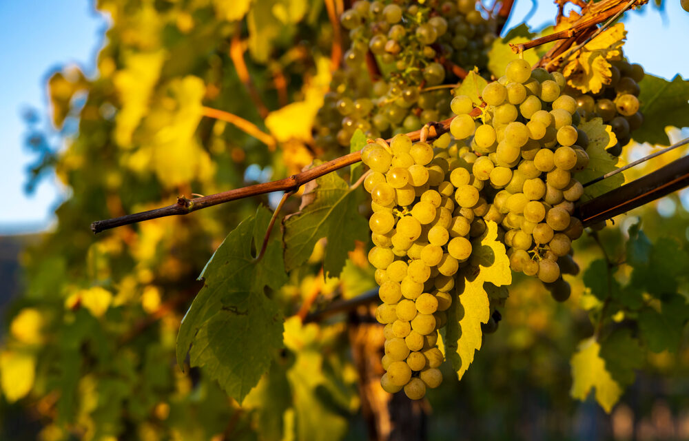 Grape Spotlight: Gruner Veltliner