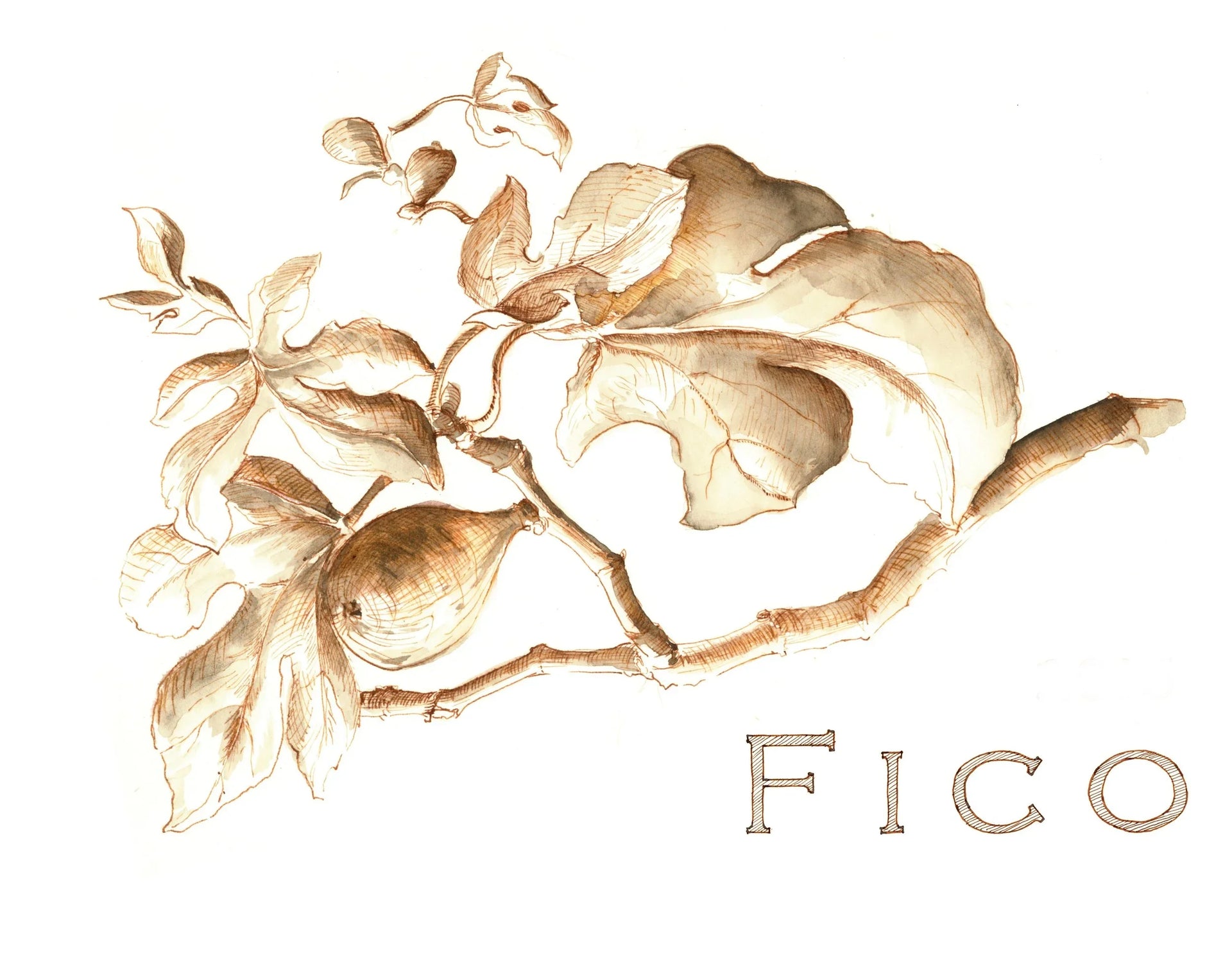 Fico Collection!